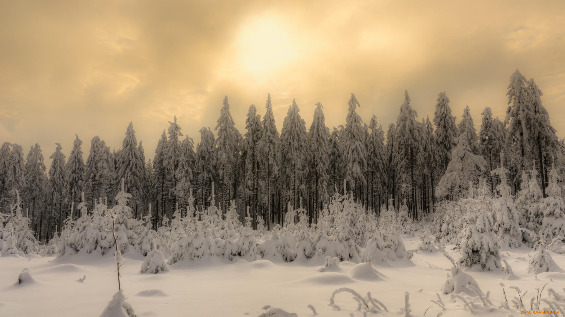 природа, зима, снег, деревья