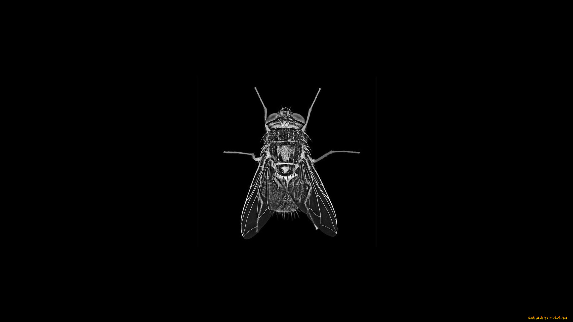 рисованное, минимализм, фон, муха