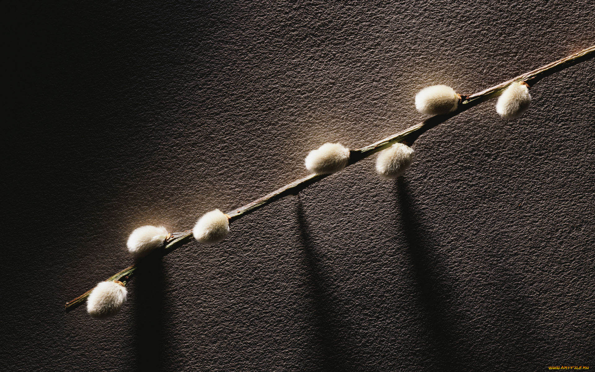 природа, другое, почки, веточка, растение