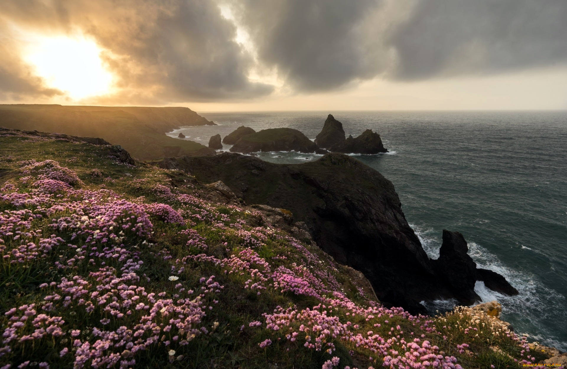 природа, побережье, цветы, облака, вода, скалы