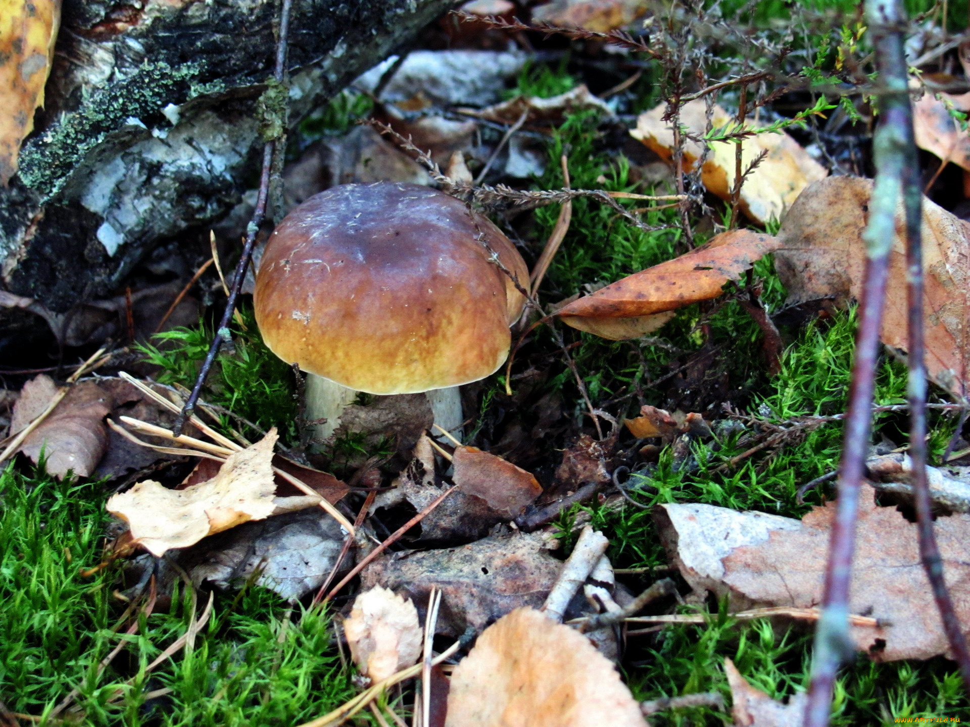 природа, грибы, боровик