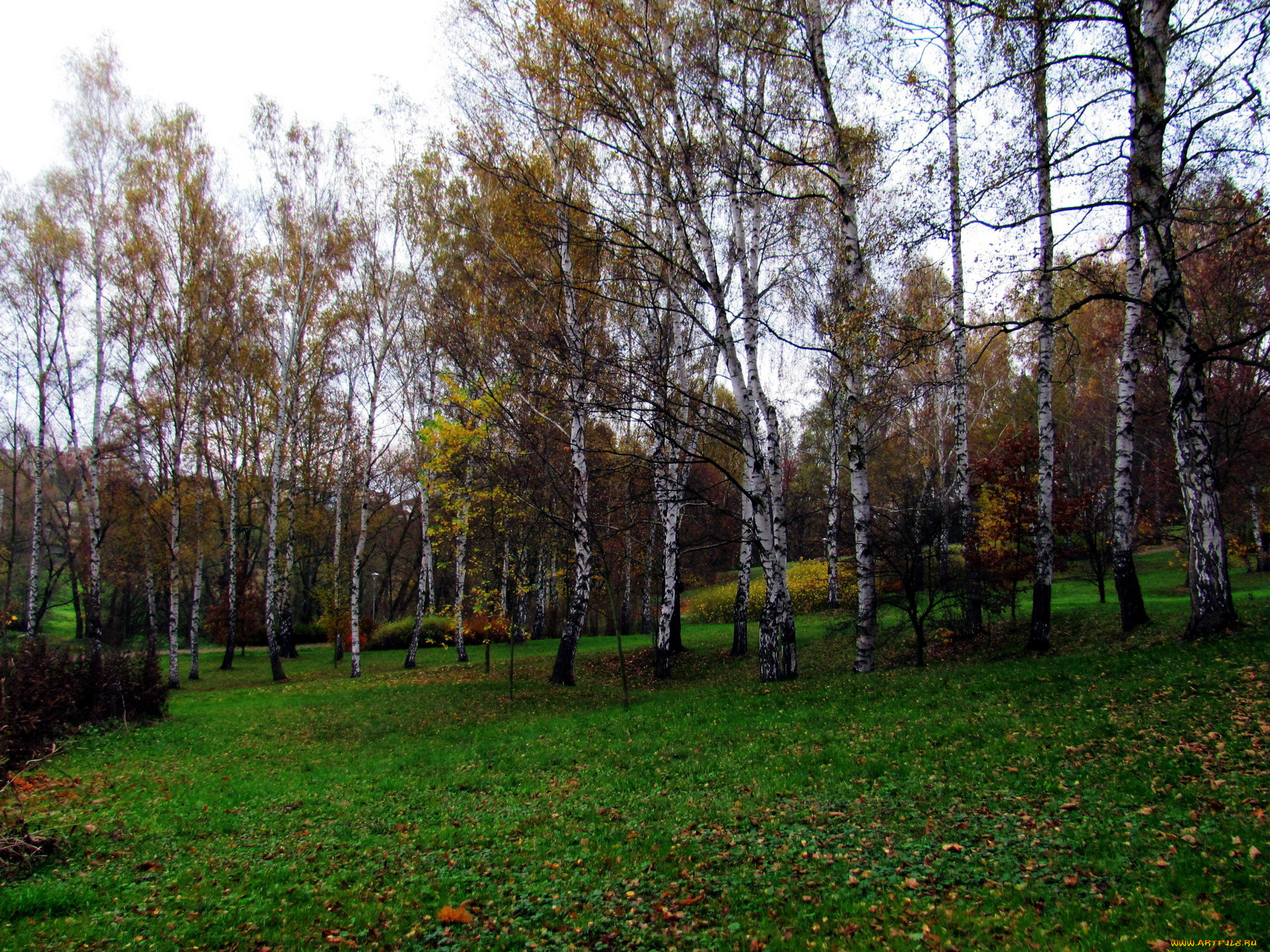 природа, парк, березки, осень