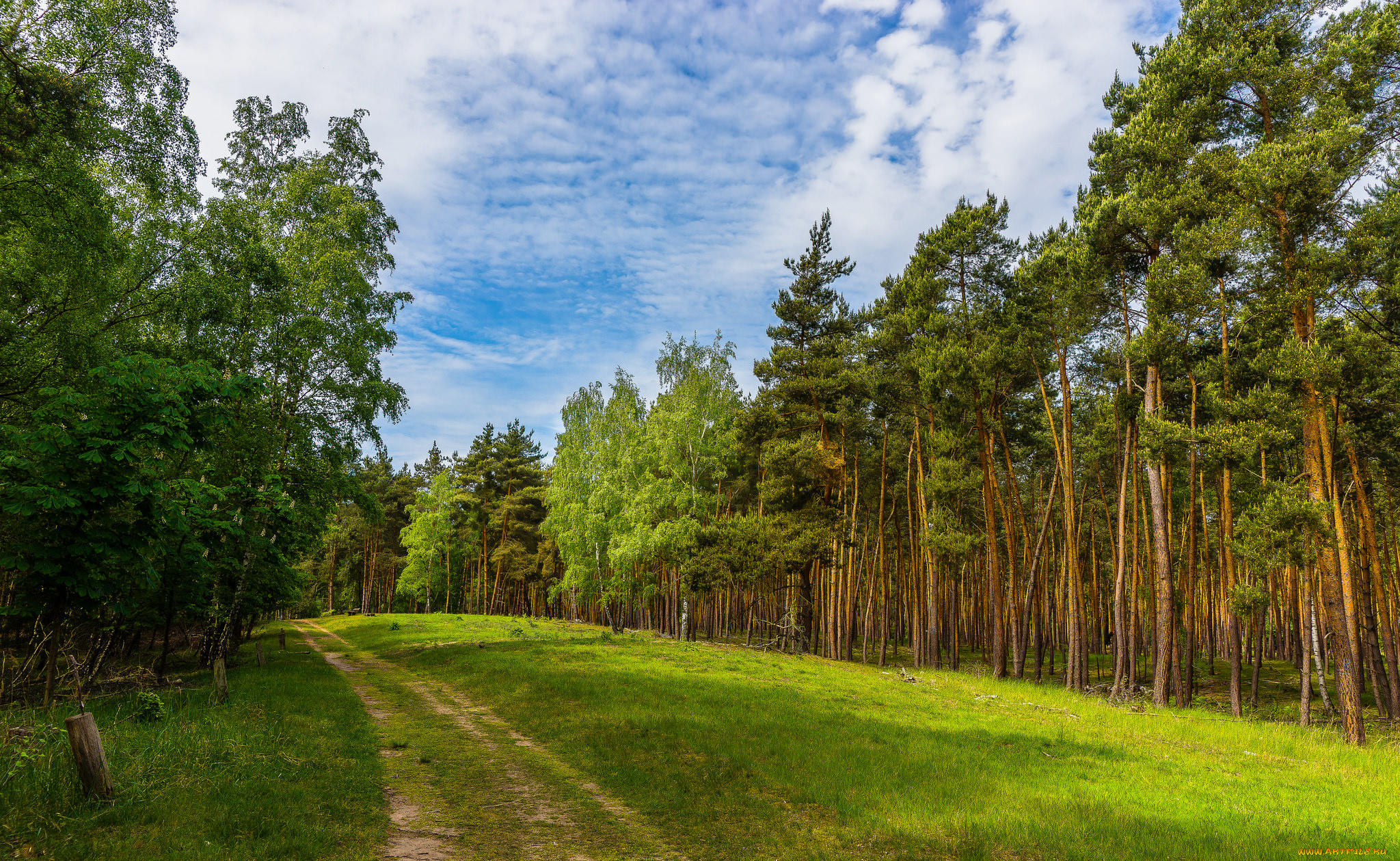 природа, дороги, пейзаж, дорога, деревья, лес