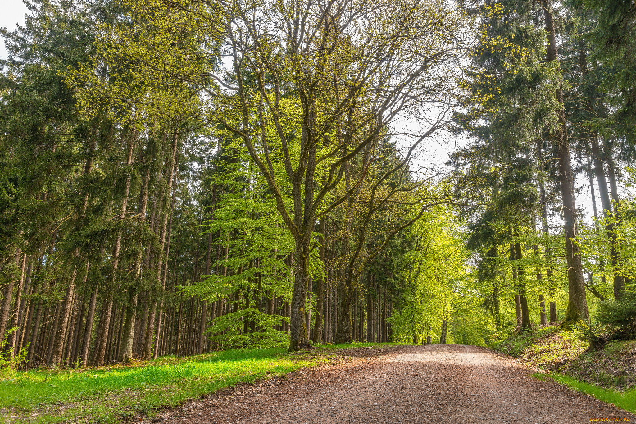 природа, дороги, лес, пейзаж, дорога, деревья