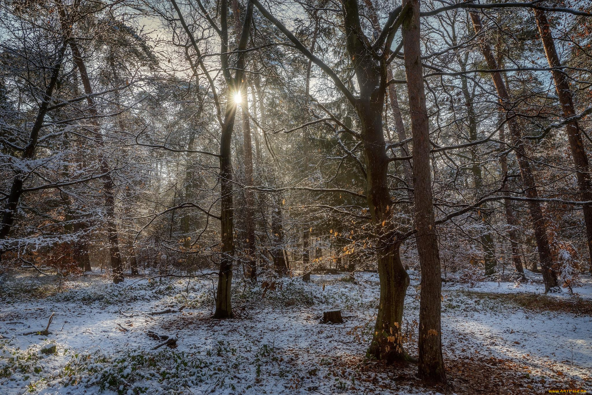 природа, лес, снег, деревья