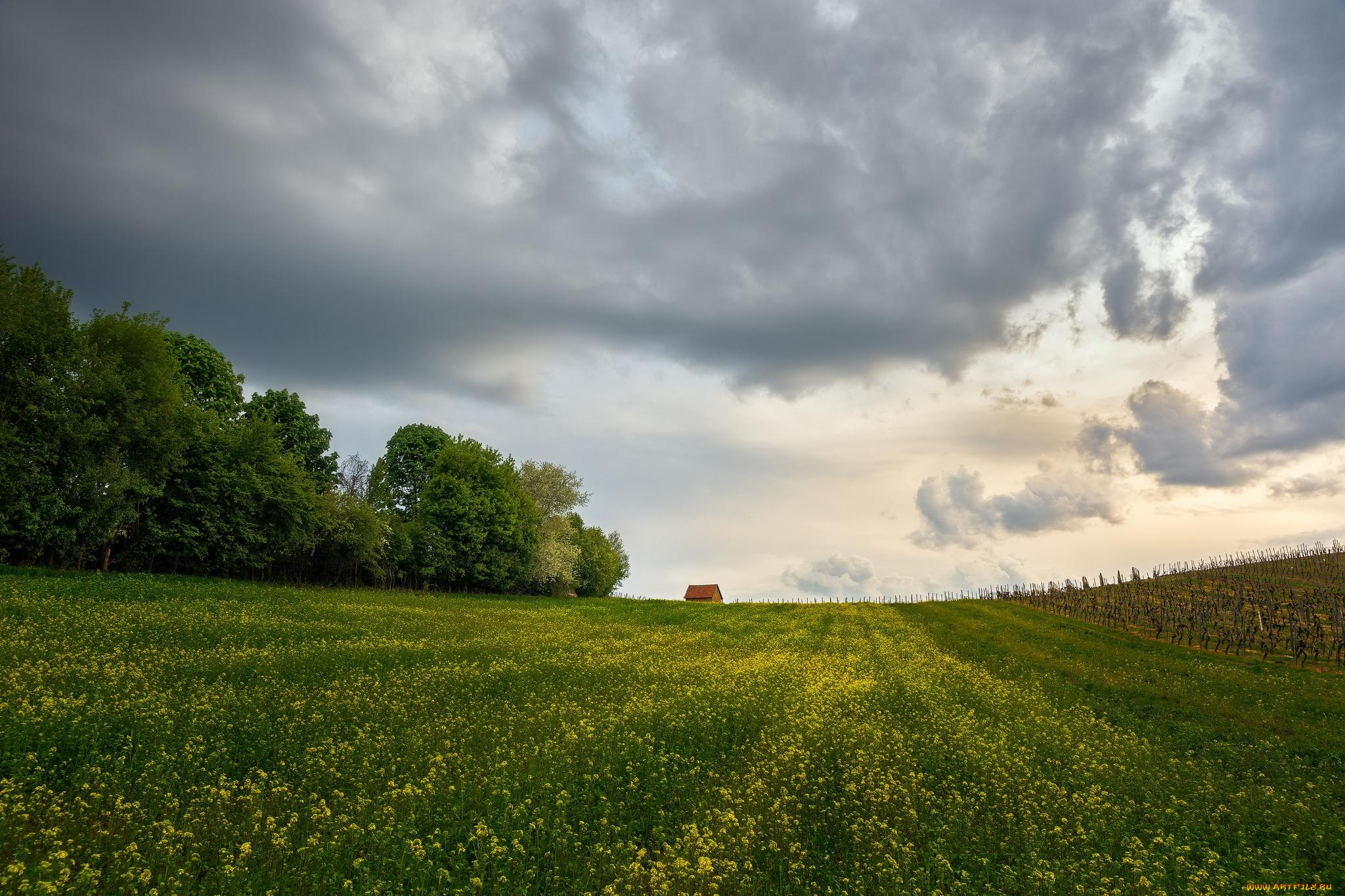природа, поля, облака, поле
