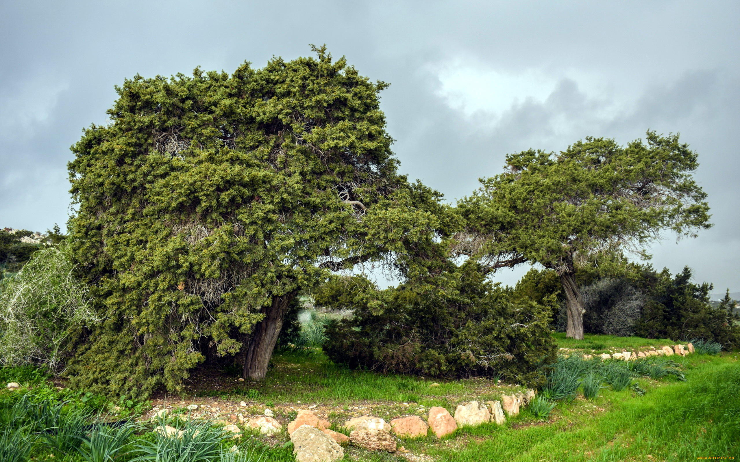 природа, парк, деревья