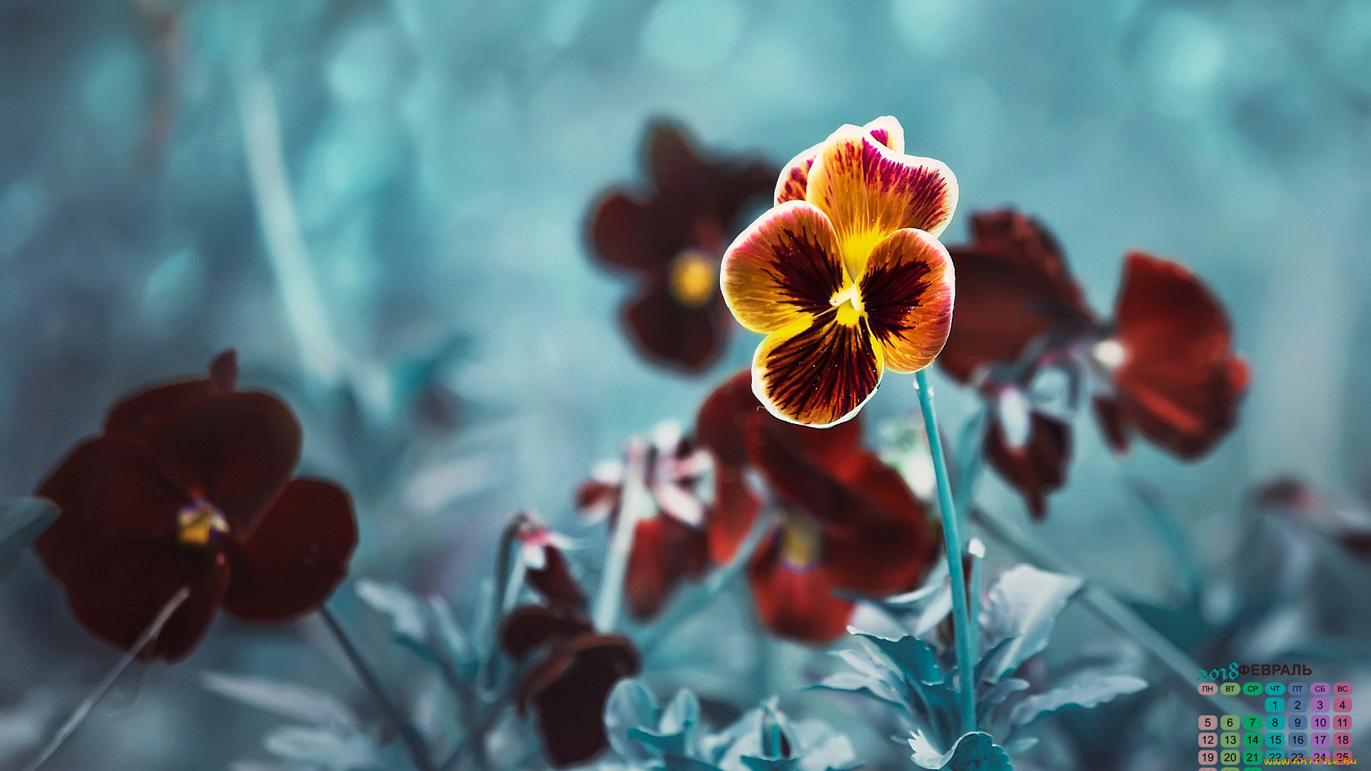 календари, цветы, лепестки, 2018