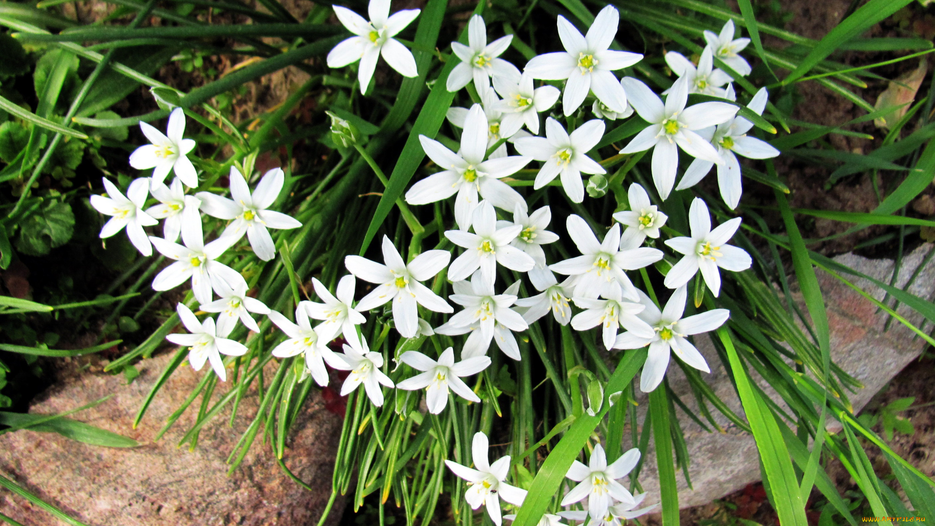 цветы, белые, цветочки