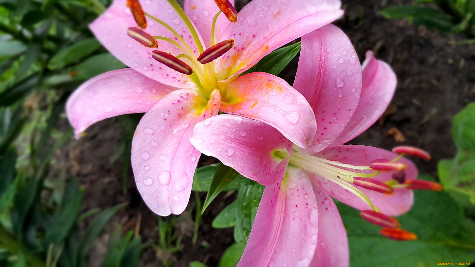 цветы, лилии, , лилейники, розовые, макро, капли, дуэт