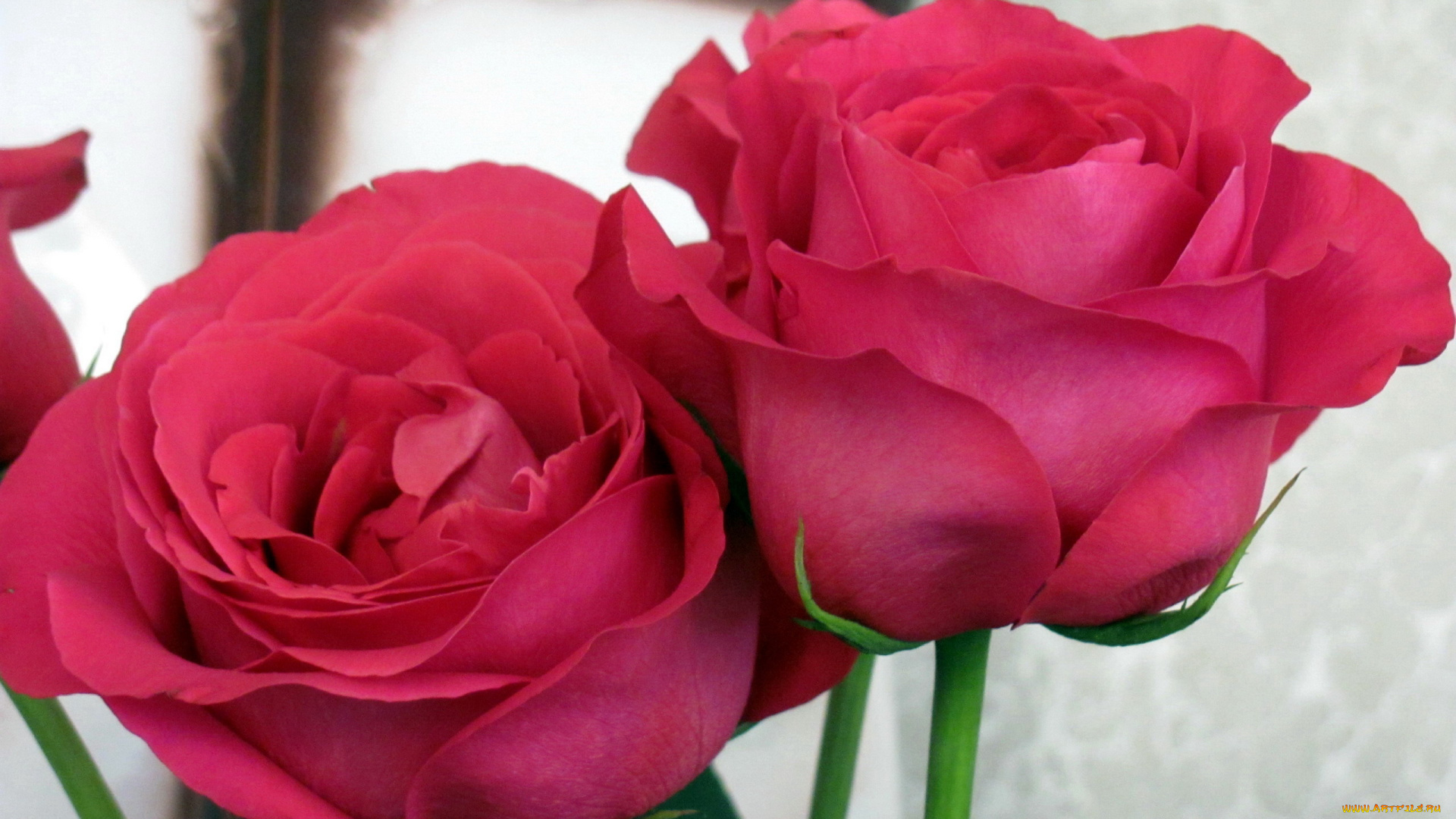 цветы, розы, розовые, дуэт