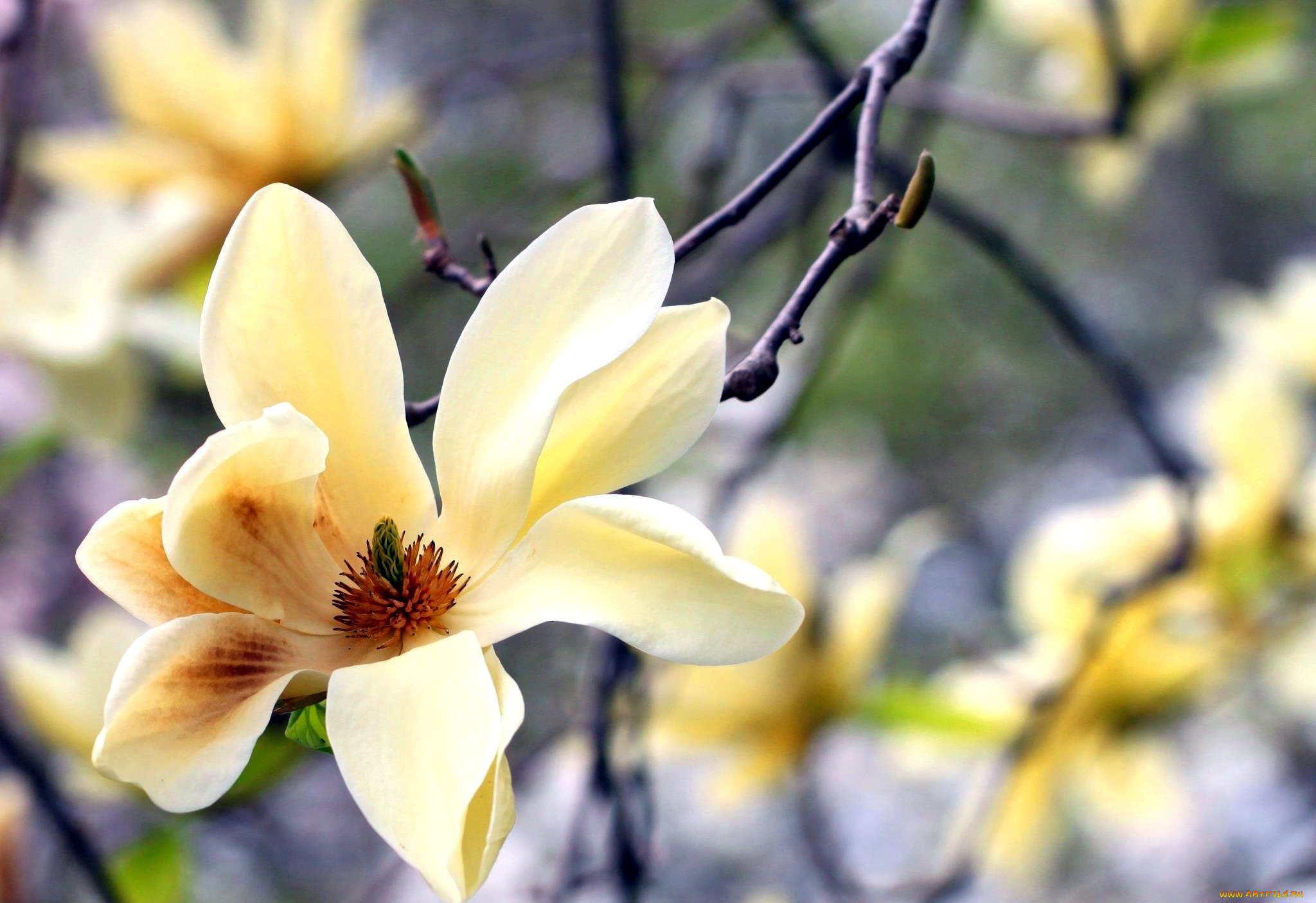 цветы, магнолии, белая, магнолия, макро