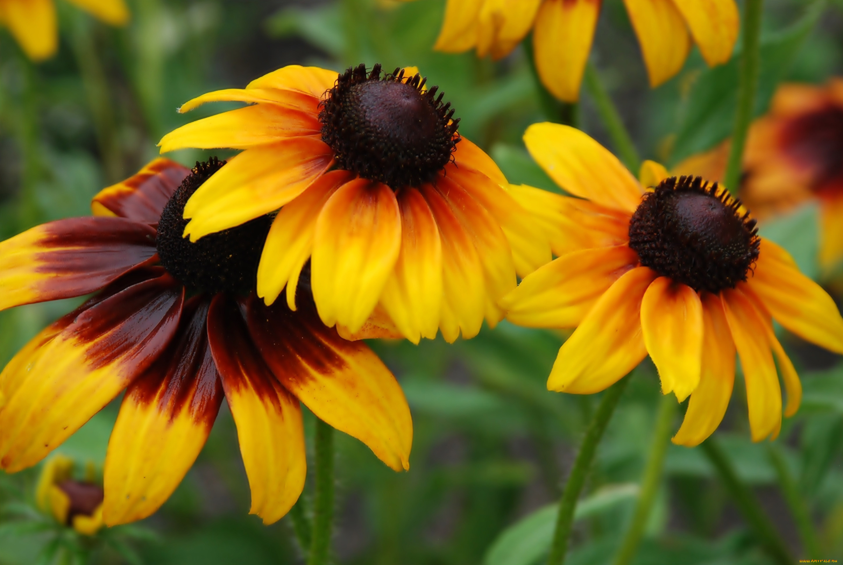цветы, рудбекия, макро