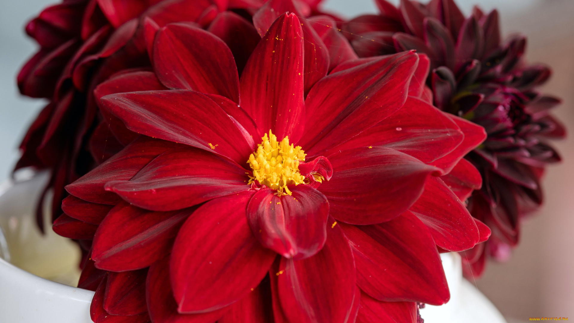 цветы, георгины