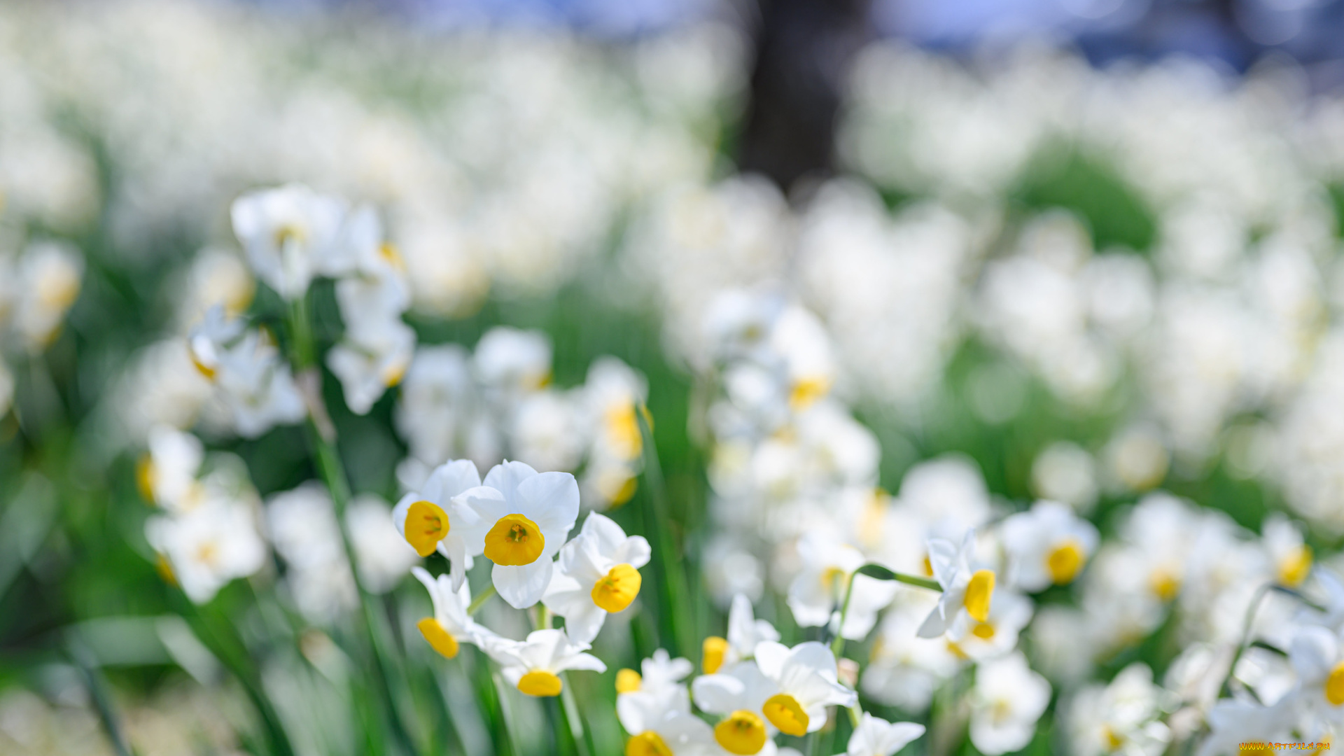 цветы, нарциссы, нарцис, весна, цветение