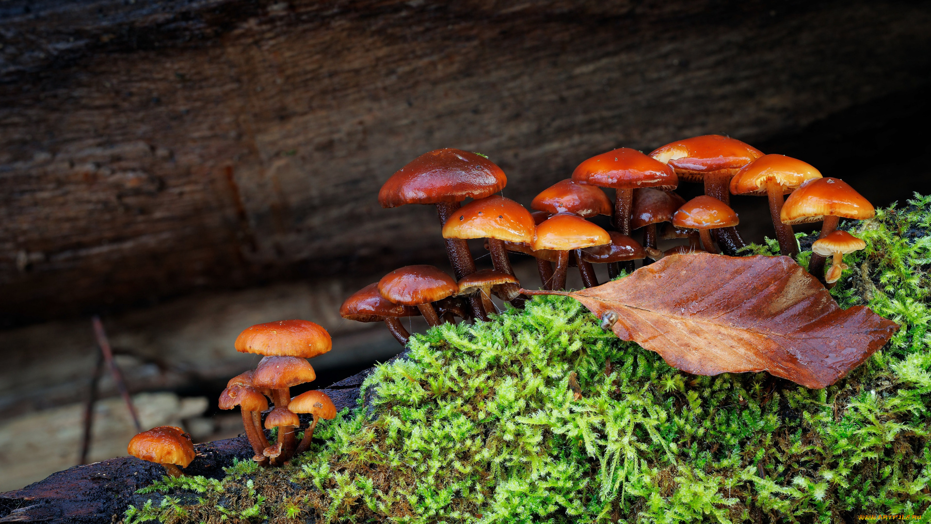 природа, грибы