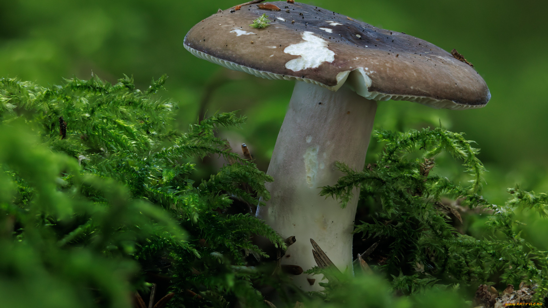 природа, грибы, гриб