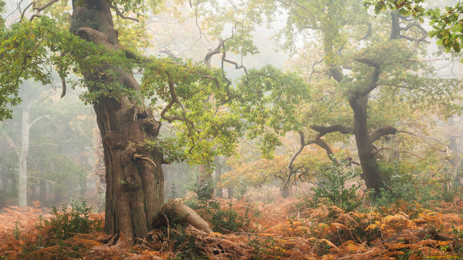 природа, лес, туман