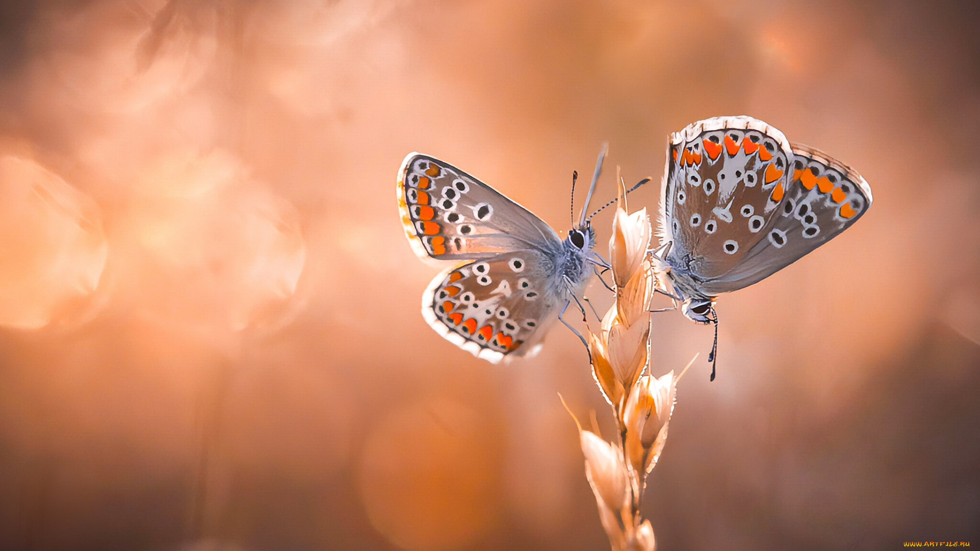 животные, бабочки, , мотыльки, , моли, бабочка