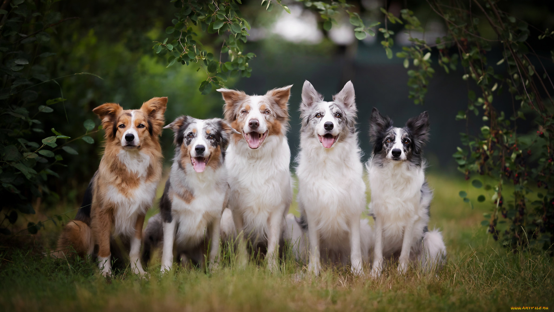 животные, собаки