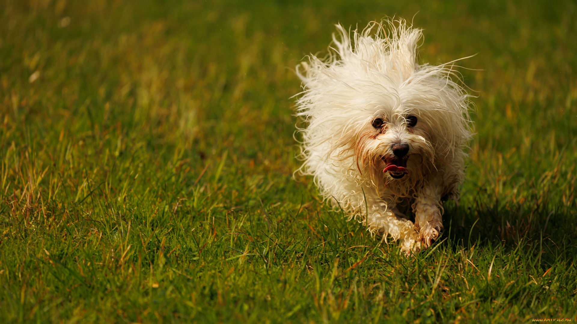 животные, собаки, собака