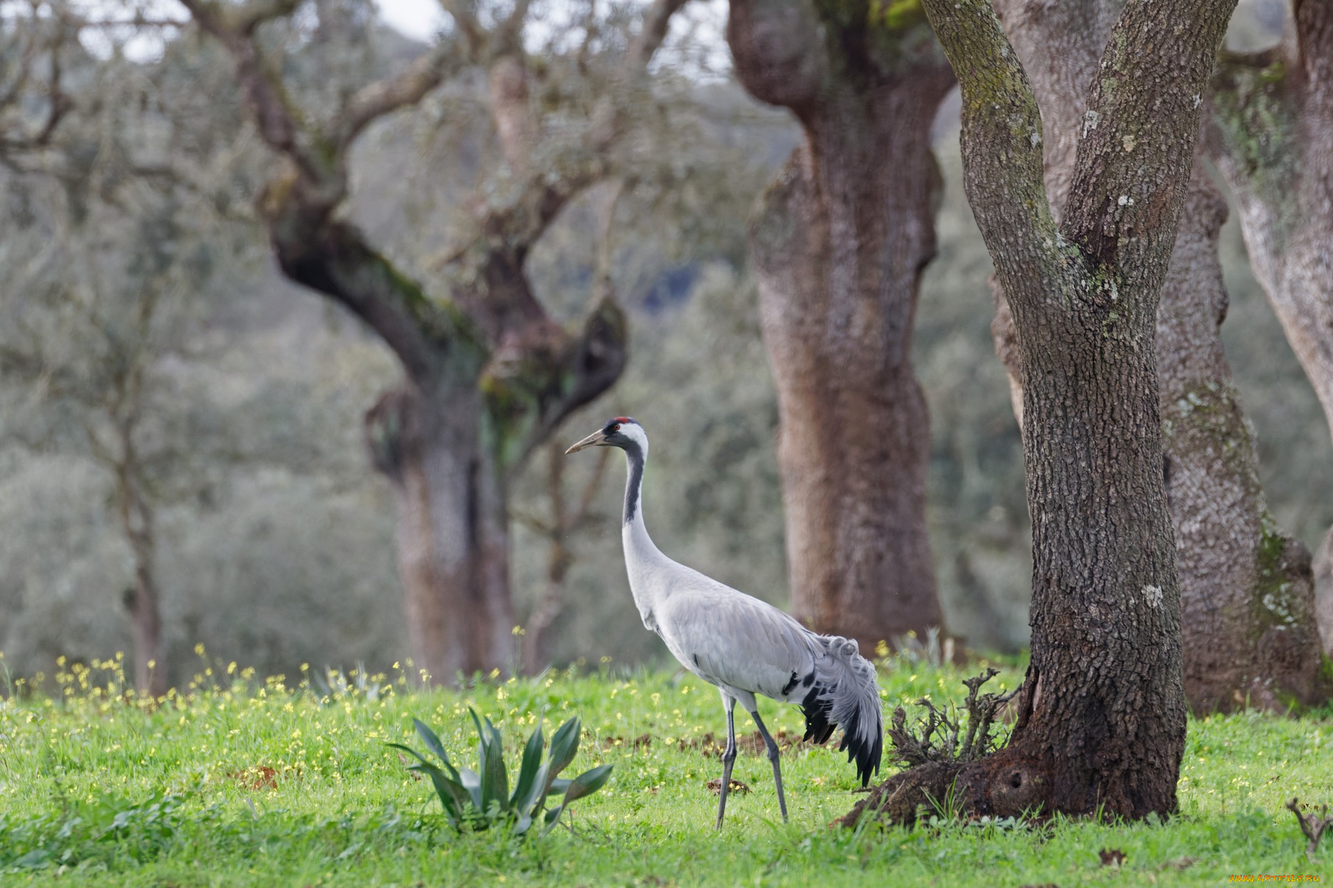 животные, журавли, журавль