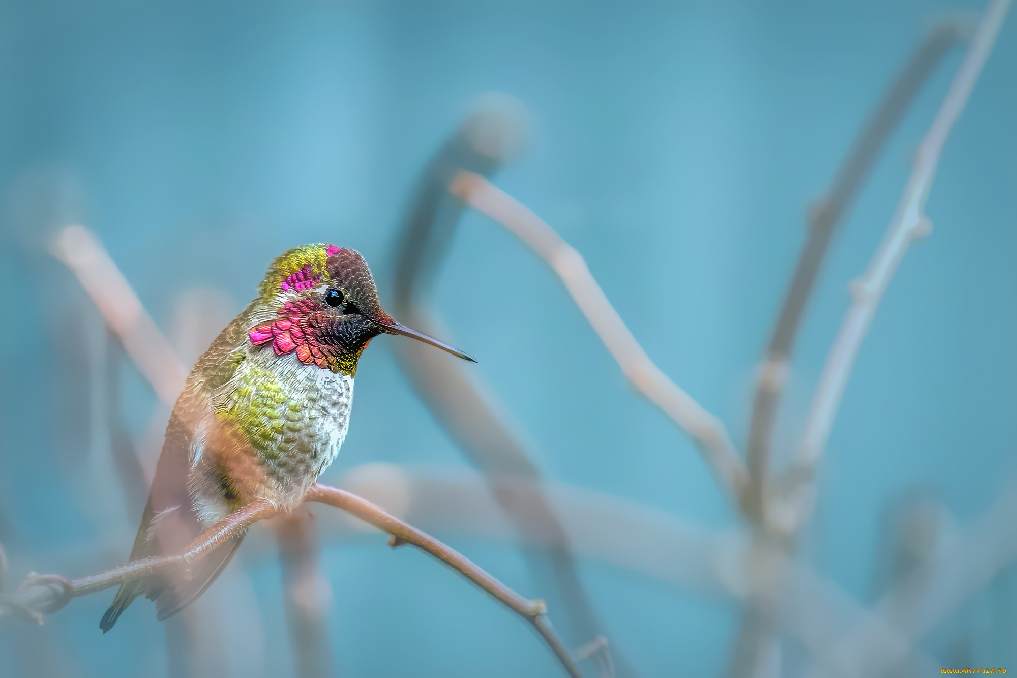 животные, колибри, птица