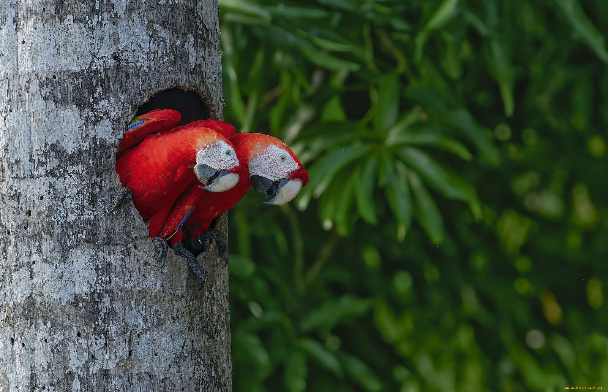 животные, попугаи