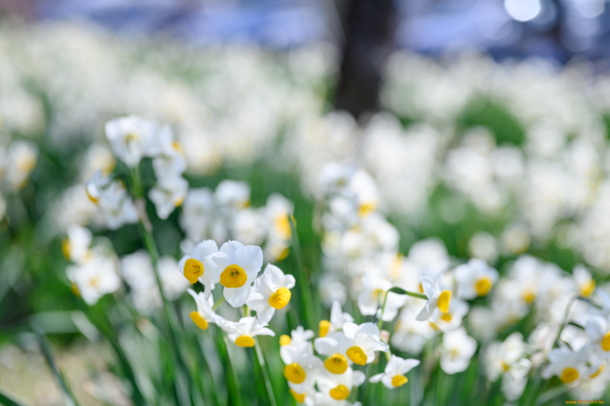 цветы, нарциссы, нарцис, весна, цветение