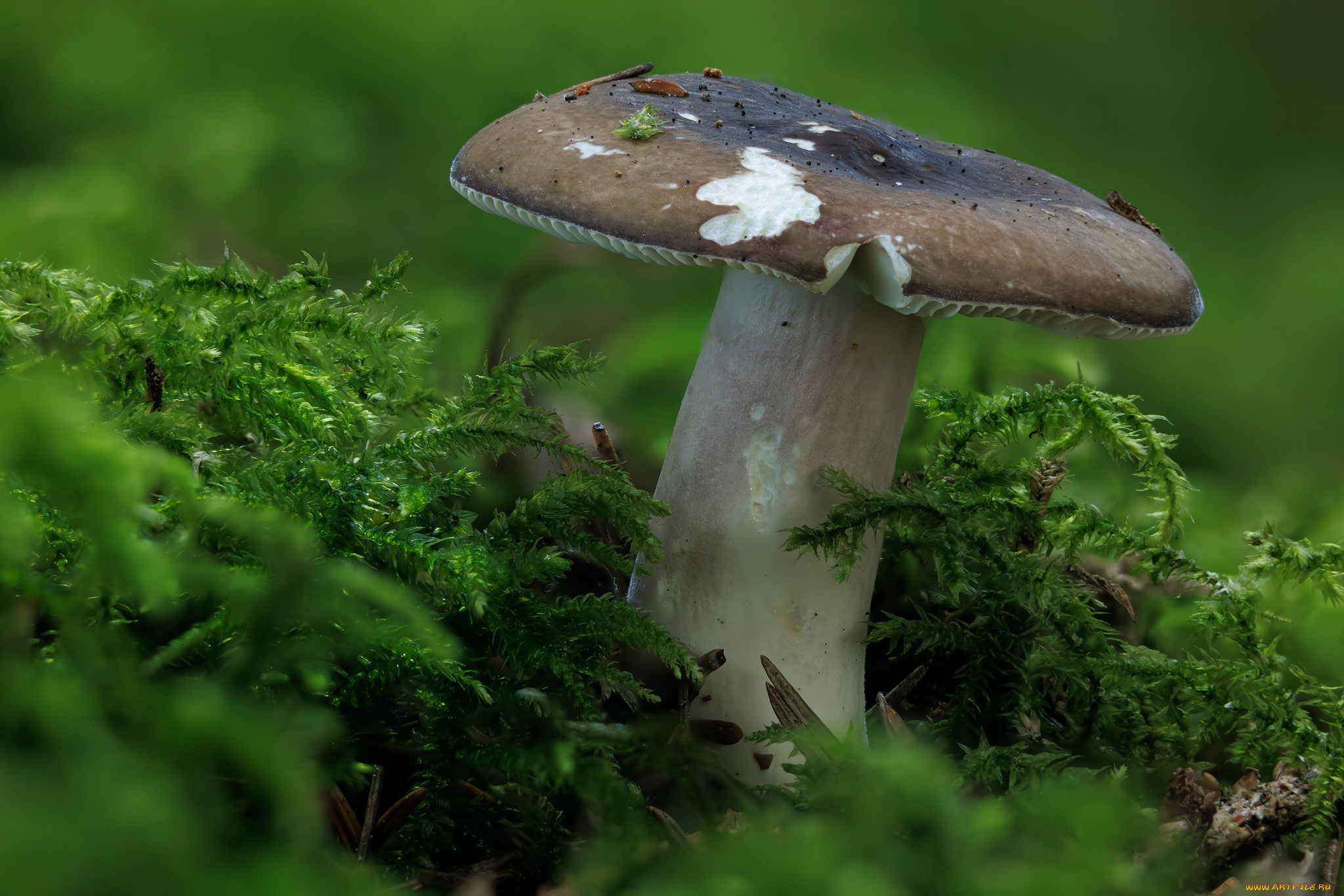природа, грибы, гриб