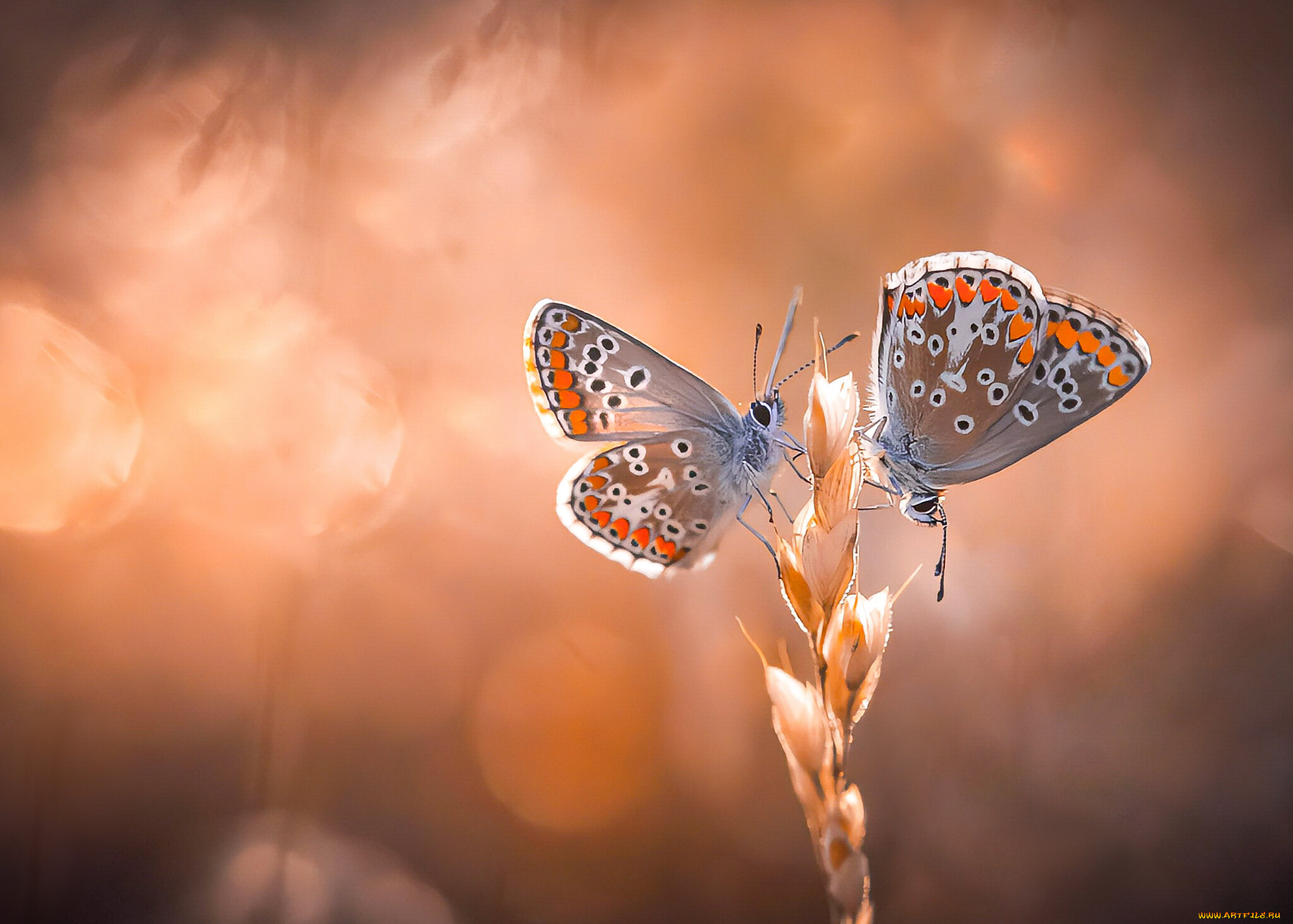 животные, бабочки, , мотыльки, , моли, бабочка