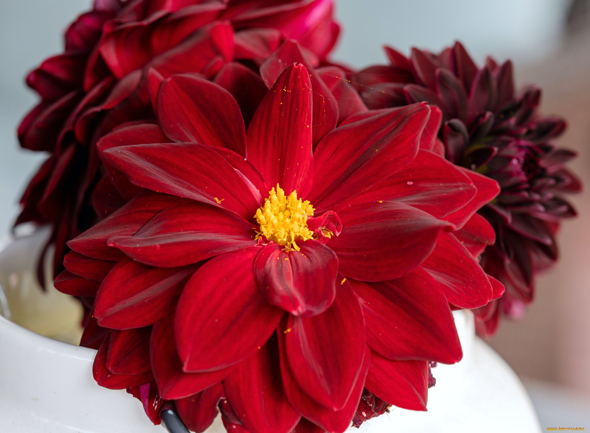 цветы, георгины