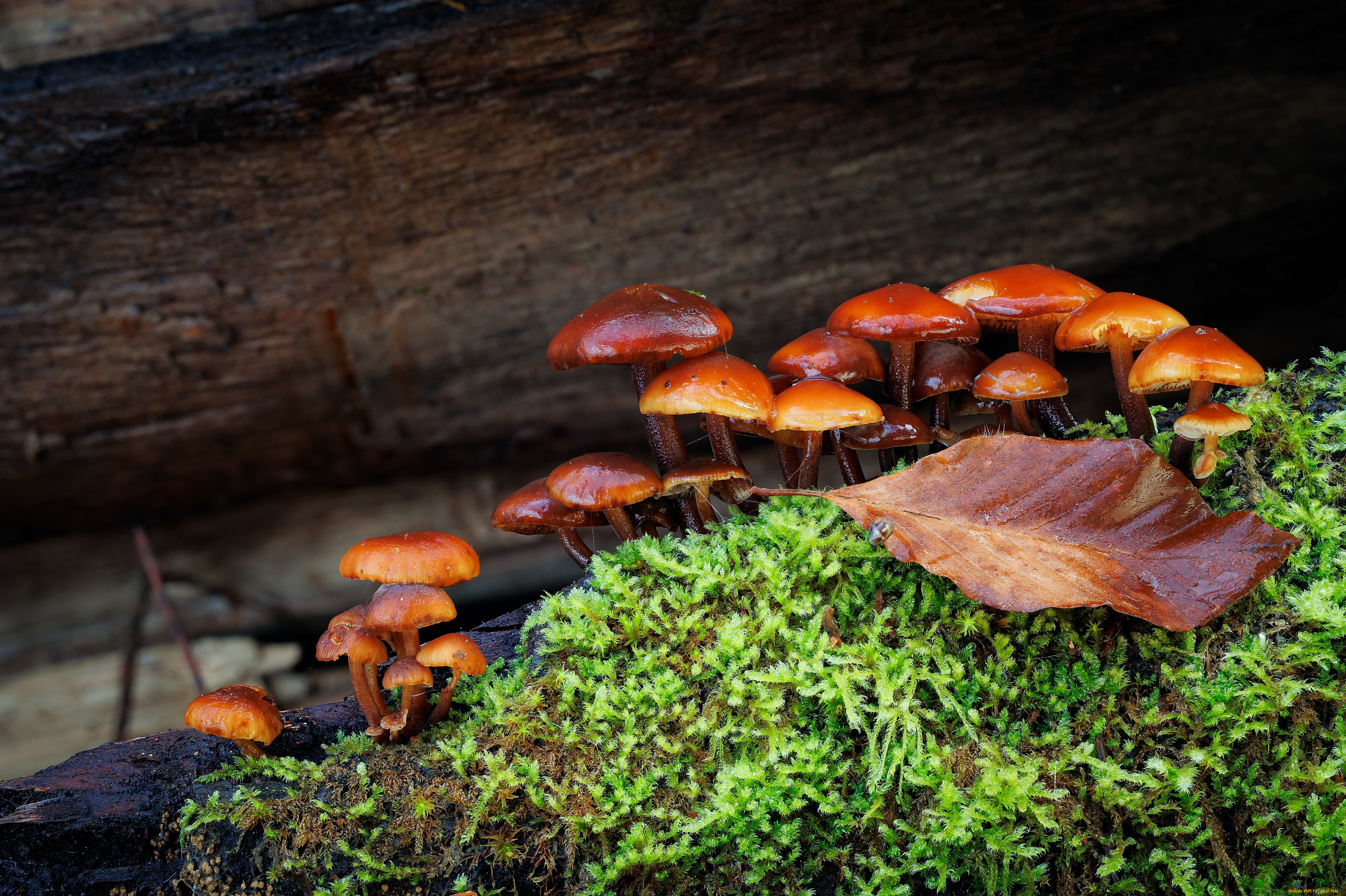 природа, грибы