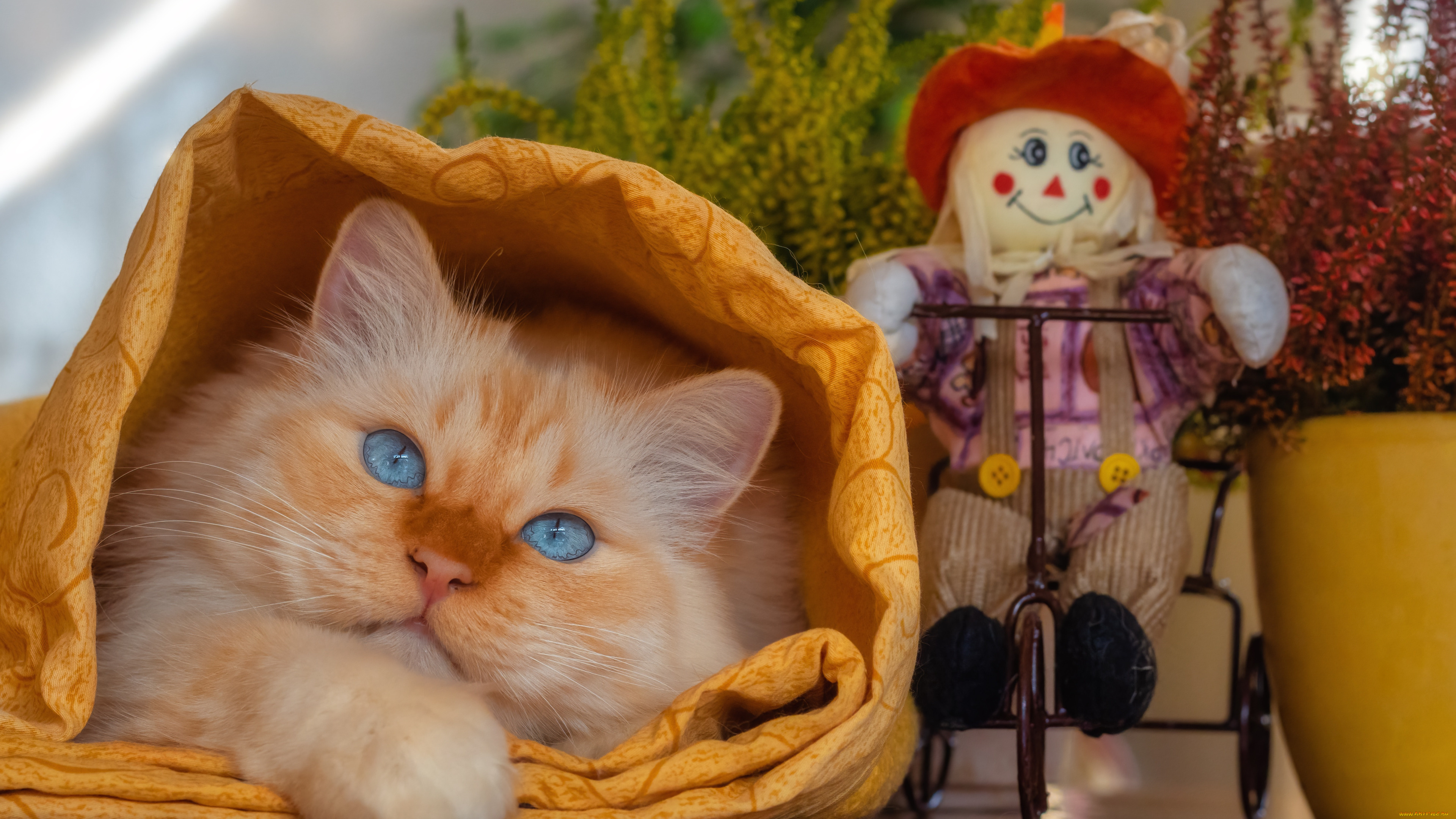 животные, коты, кошка, кот, взгляд, поза, мордашка