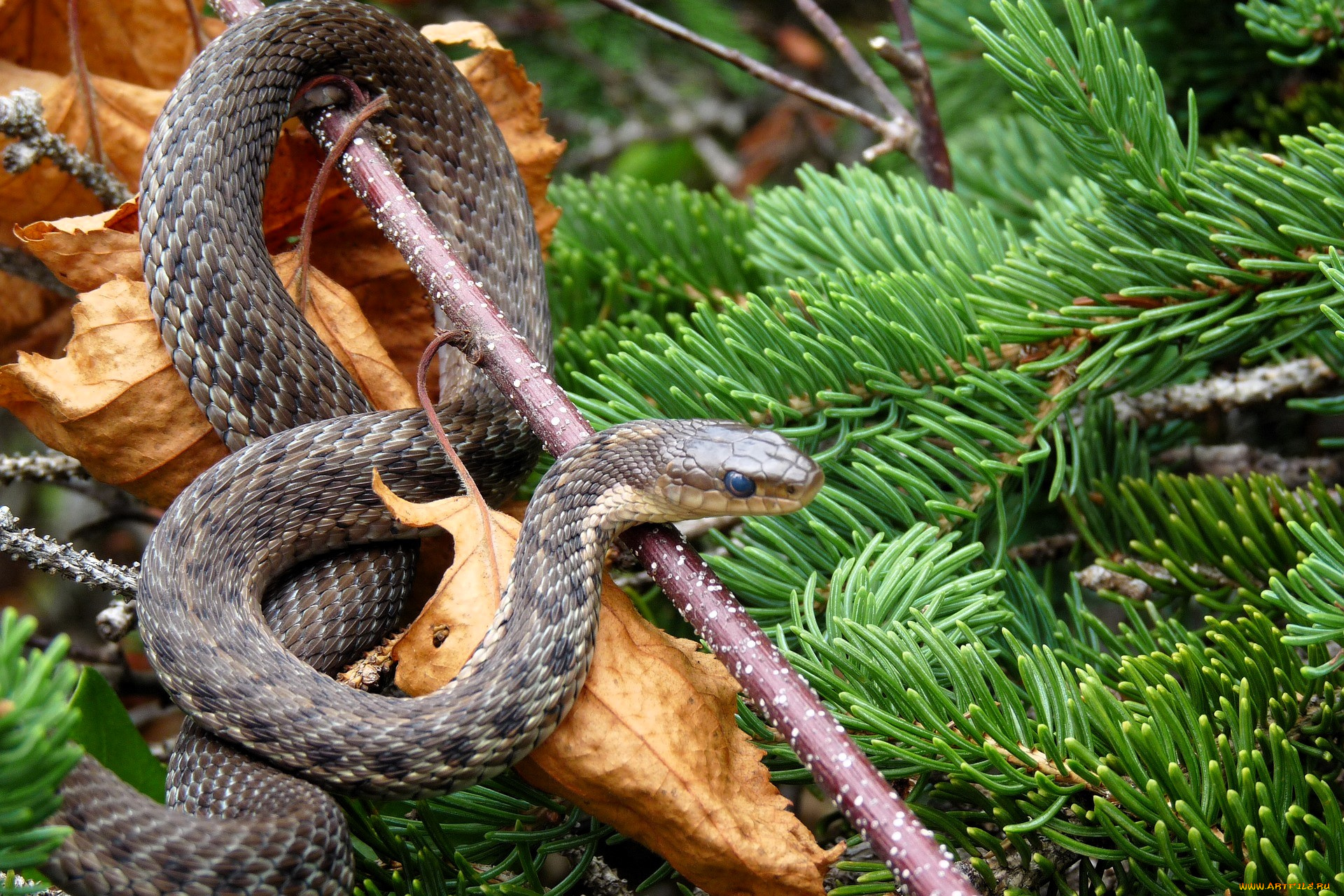 разное, компьютерный, дизайн, змея, палка, листья, ветки, ёлка