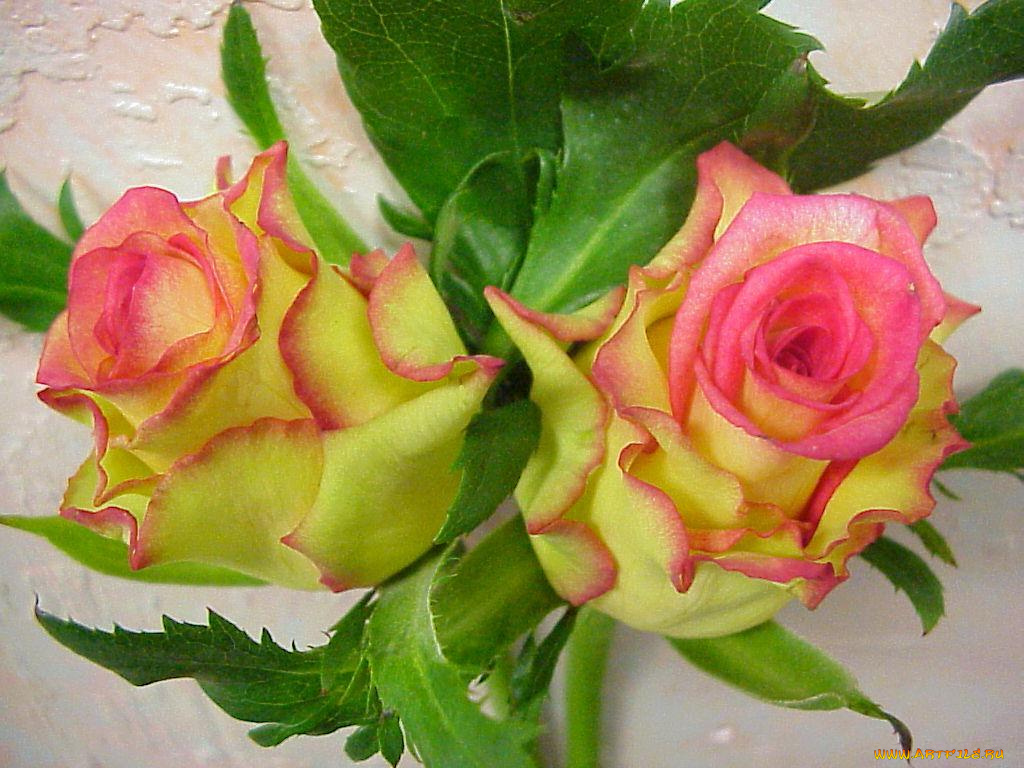 цветы, розы