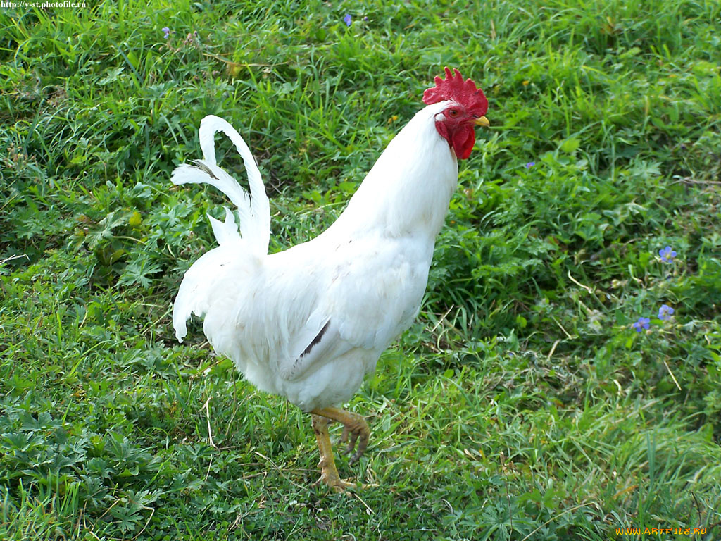 петух, животные, куры, петухи