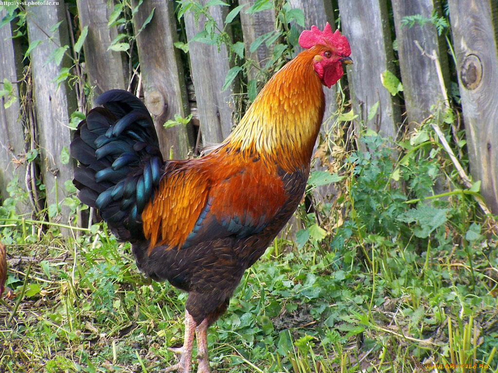 петух, животные, куры, петухи