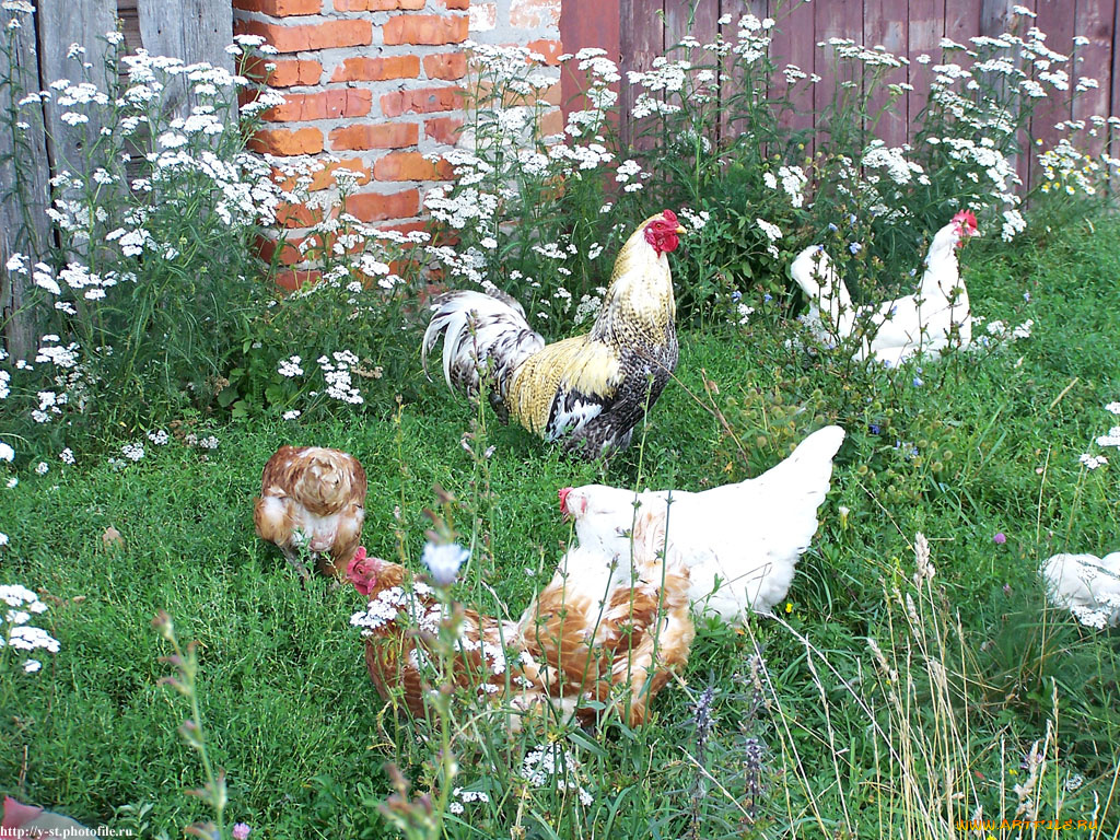 петух, животные, куры, петухи