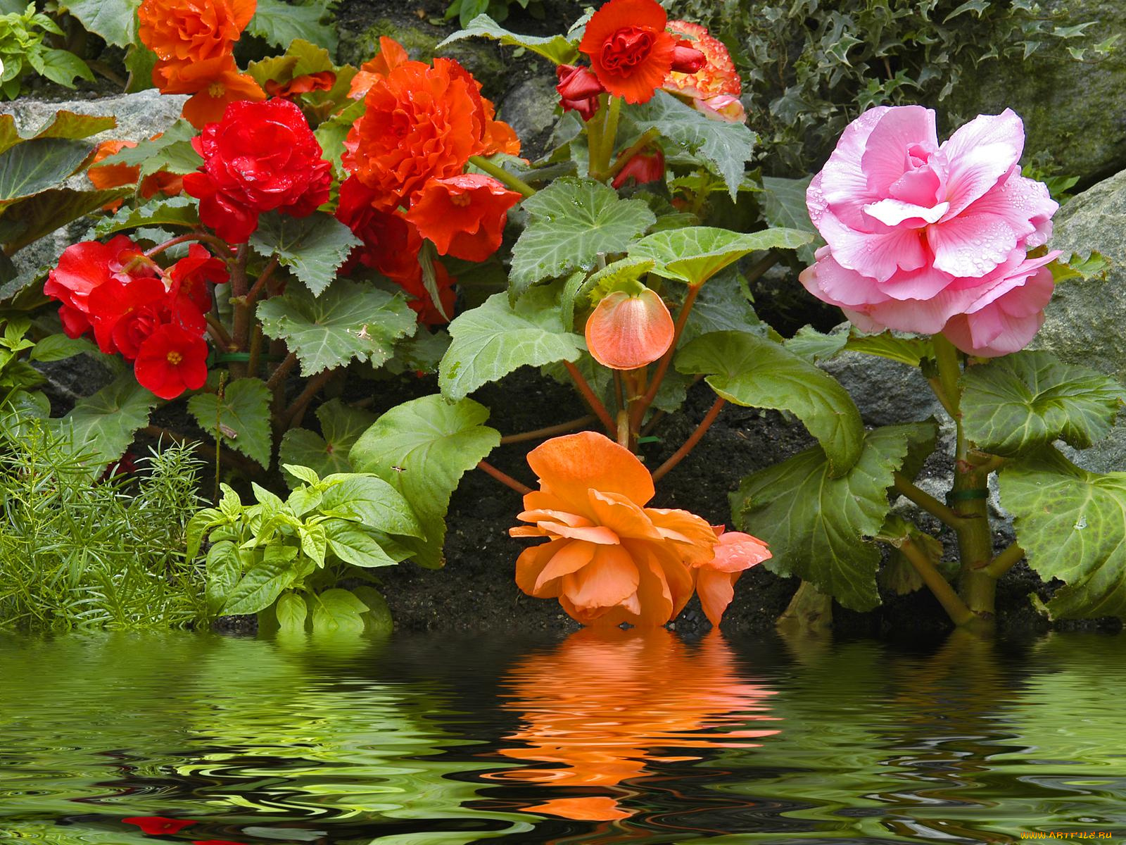 цветы, бегония