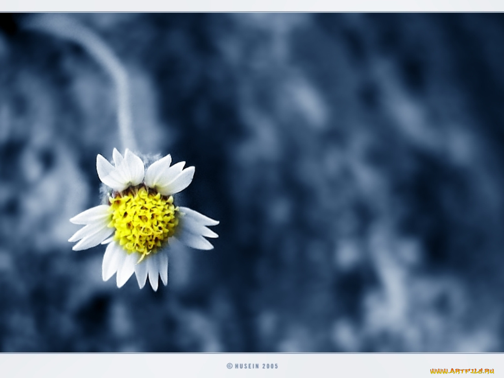 цветы, ромашки