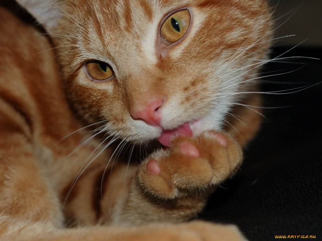 животные, коты