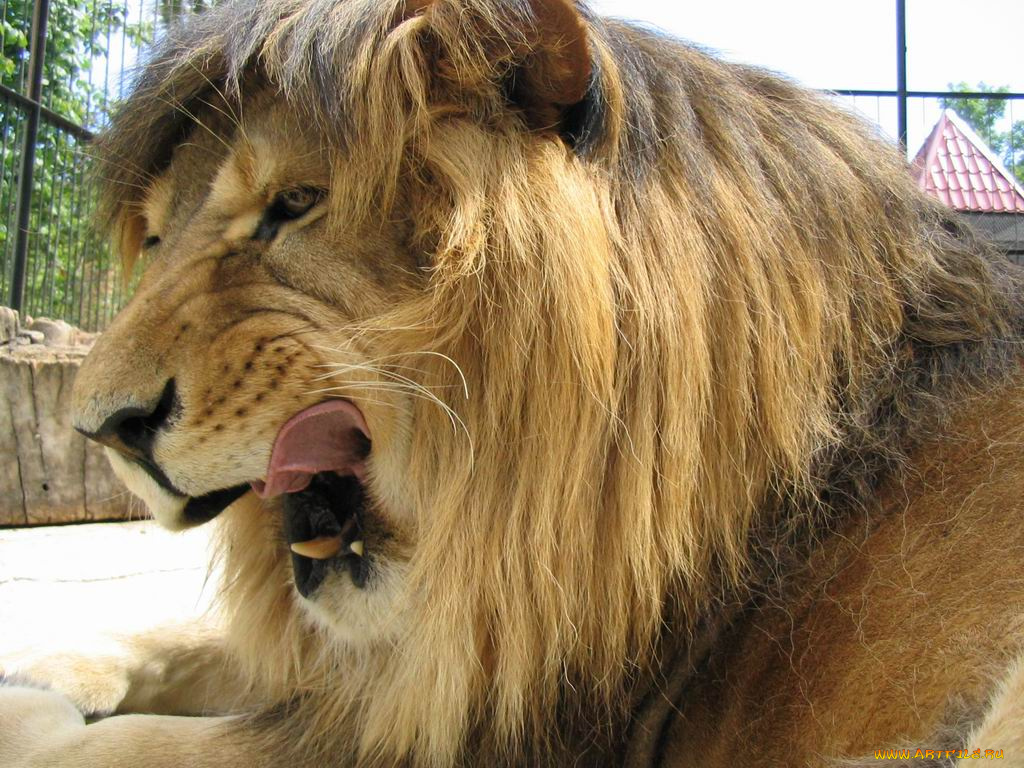 животные, львы