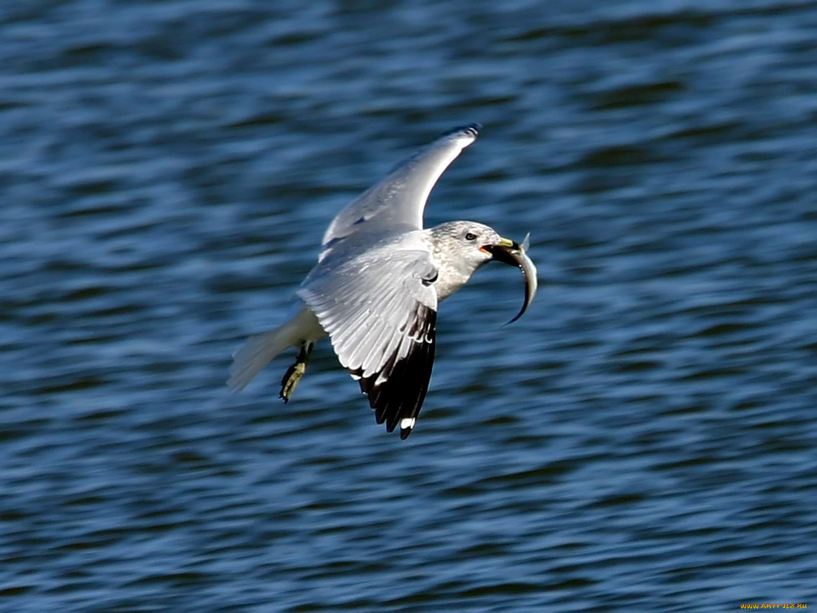 gaining, altitude, животные, Чайки, бакланы, крачки