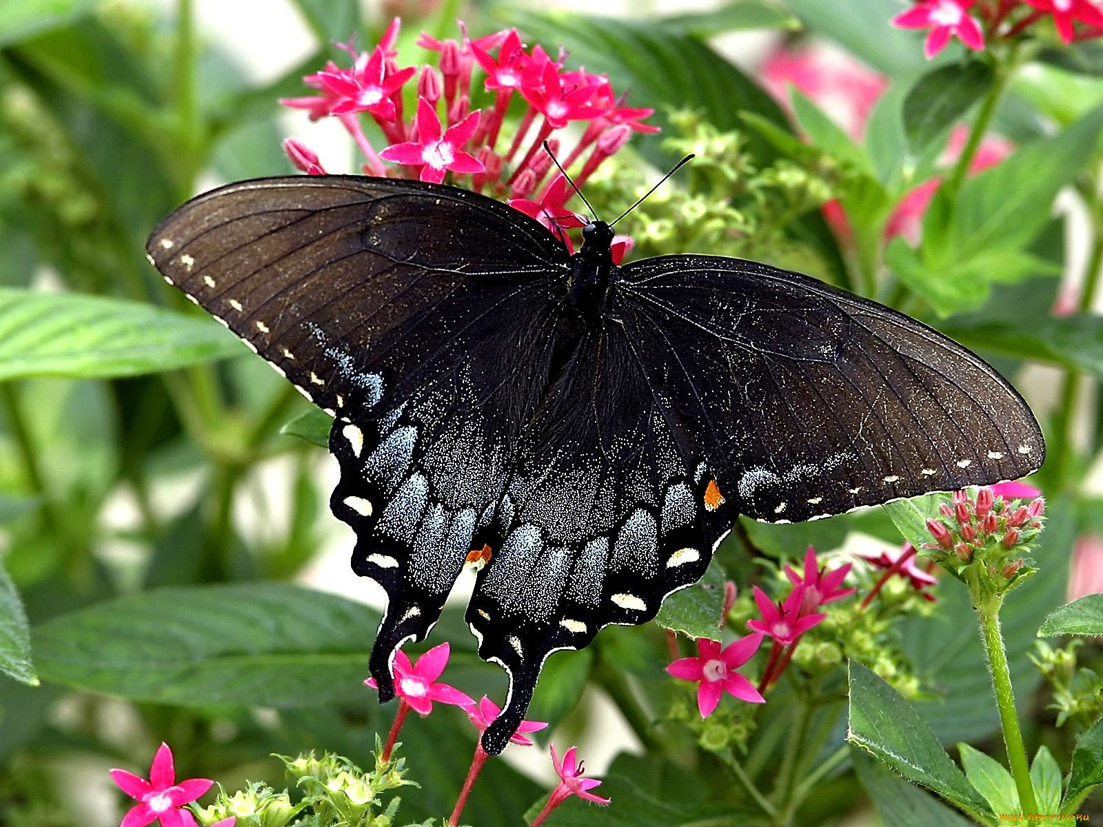 pipevine, swallowtail, животные, бабочки