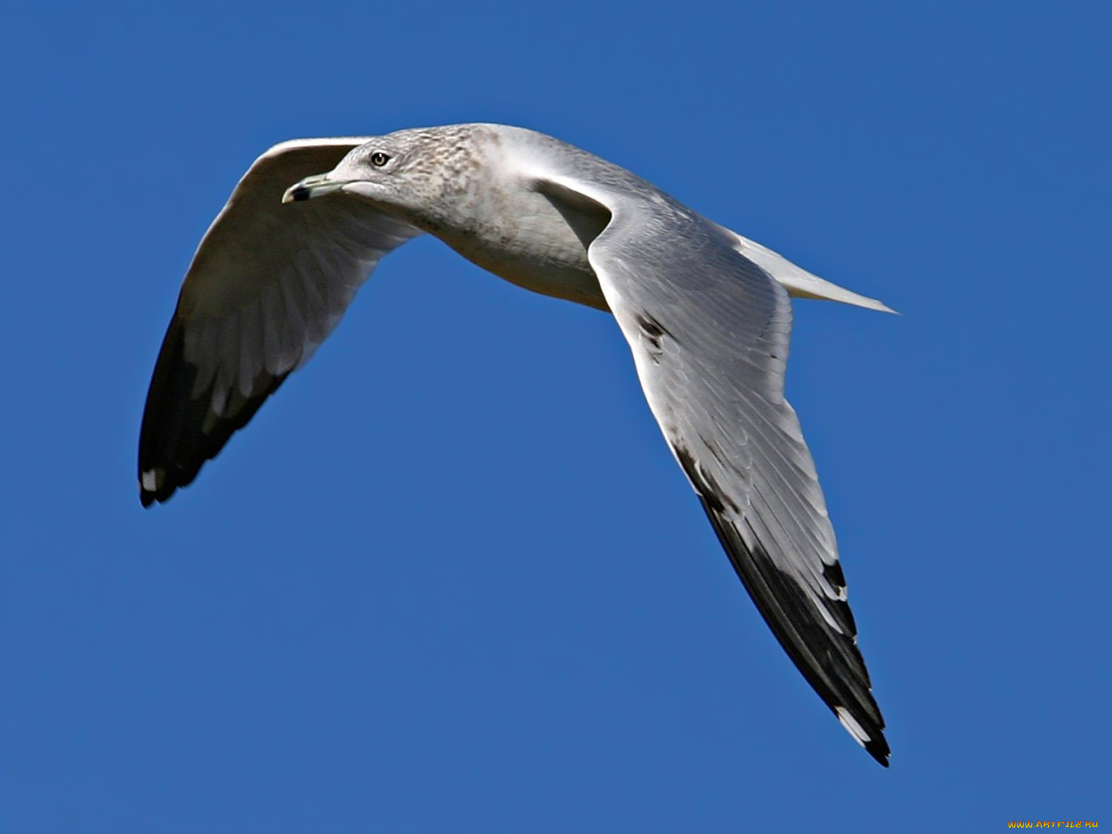 ring, billed, seagull, животные, Чайки, бакланы, крачки