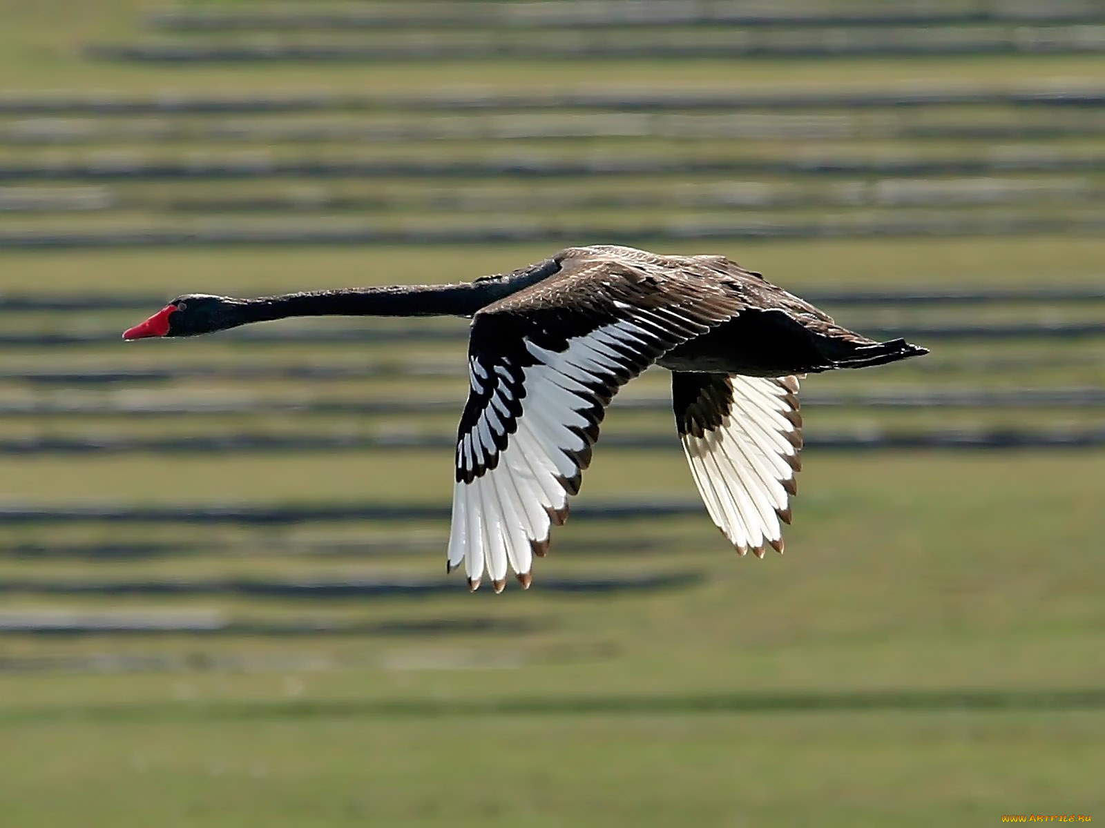 swan, животные, лебеди