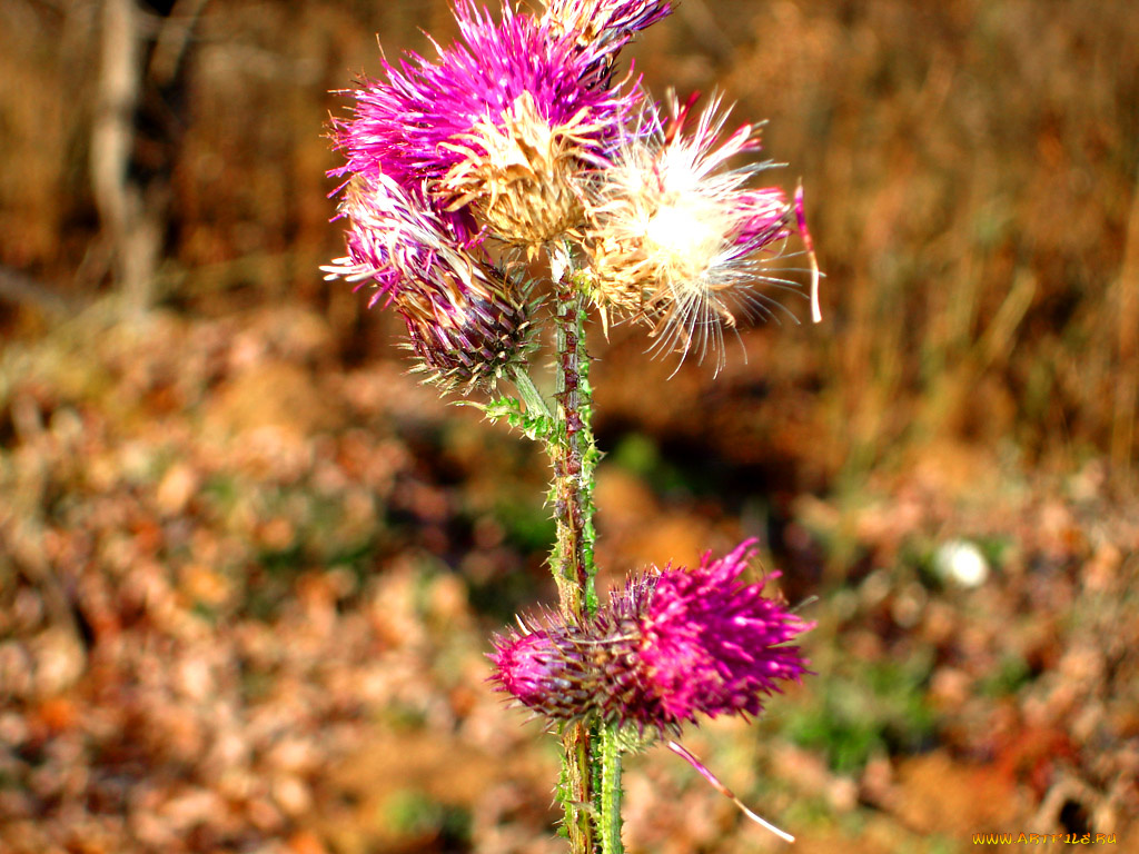 цветы, Чертополох, репейник