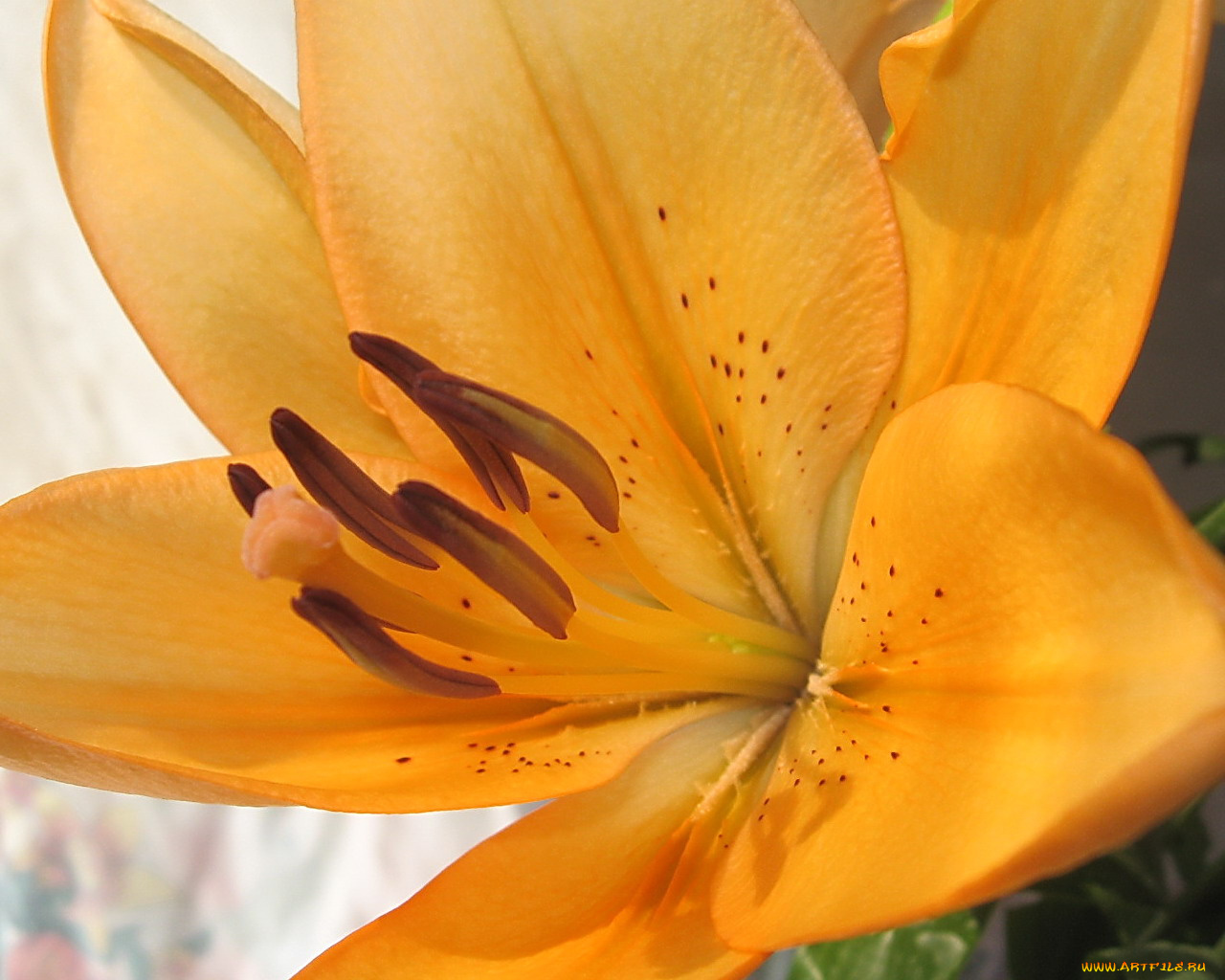 цветы, лилии, лилейники