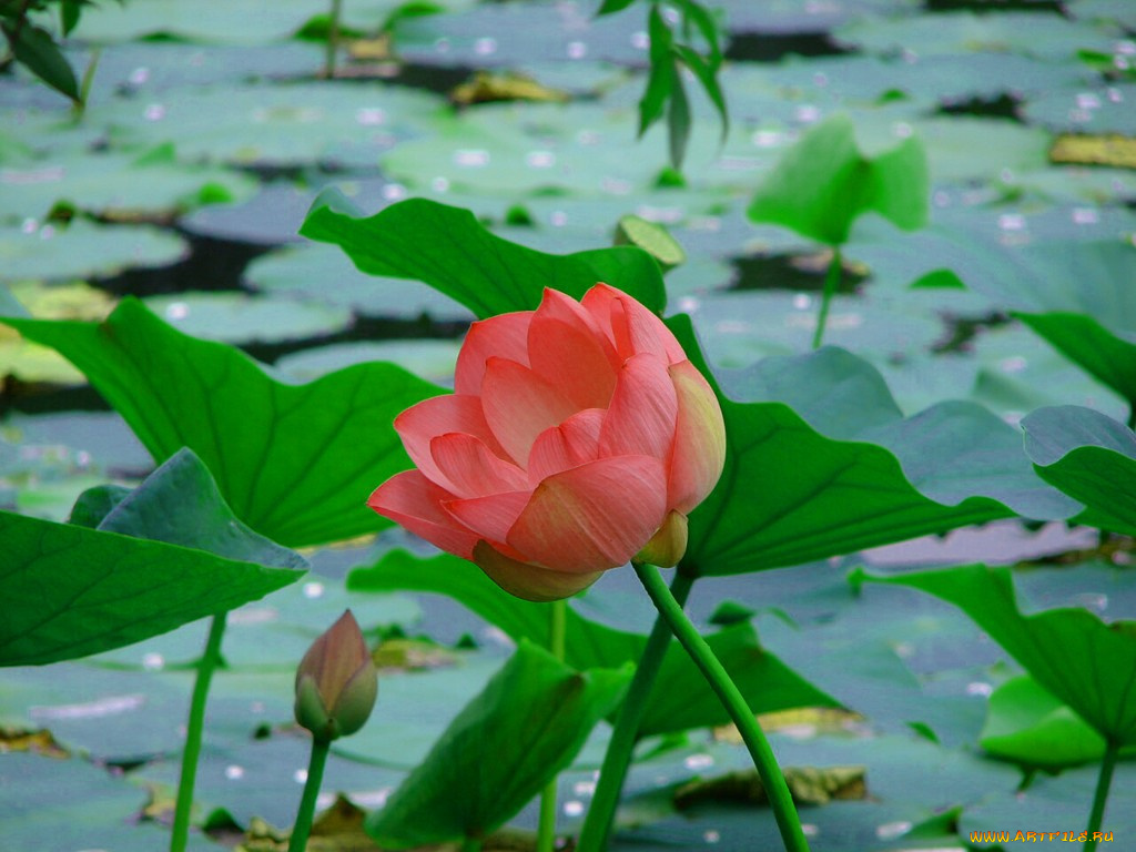 цветы, лотосы